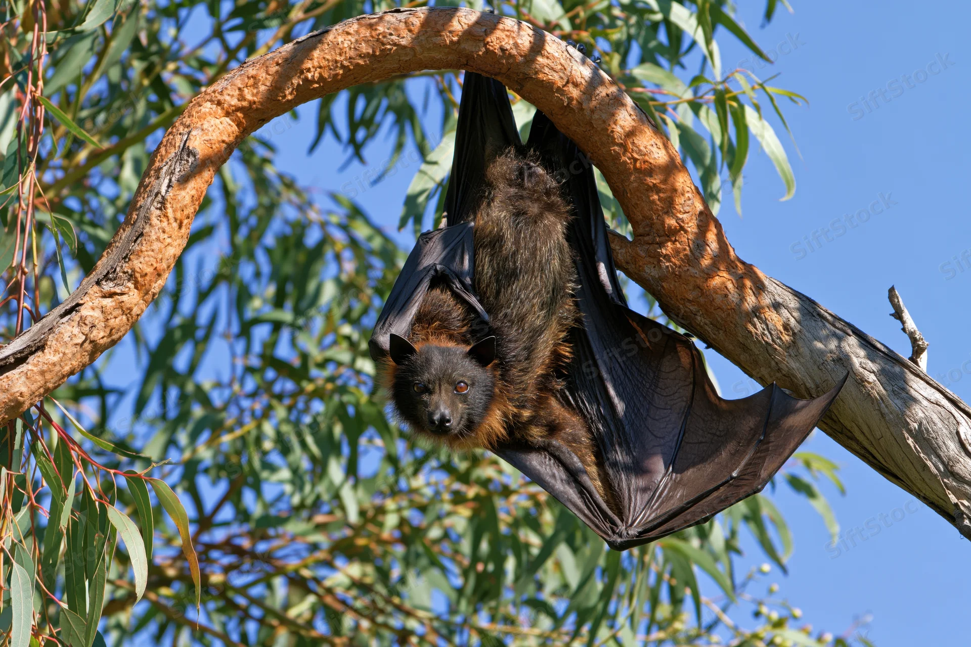 Fruit bat hanging upside down from a curved eucalyptus branch in a tree with green leaves and blue sky background