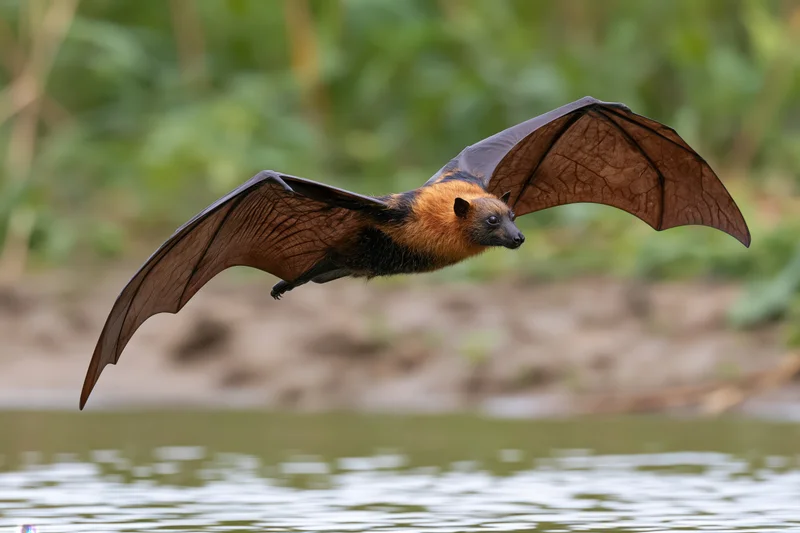 Fruit bat in mid-flight with wings extended over riverbank