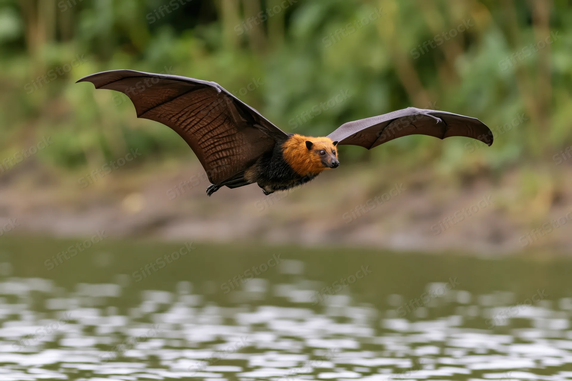 Fruit bat in mid-flight with wings fully extended over a river in a forested area