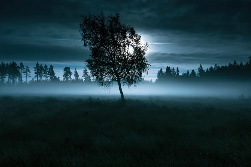 Lone birch tree silhouetted in misty field at night with forest in distance