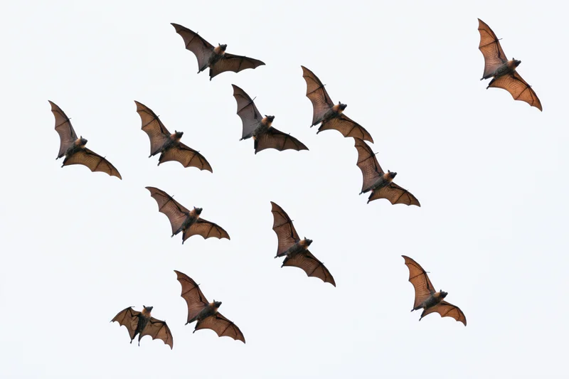 Fruit bats flying in scattered formation against white background