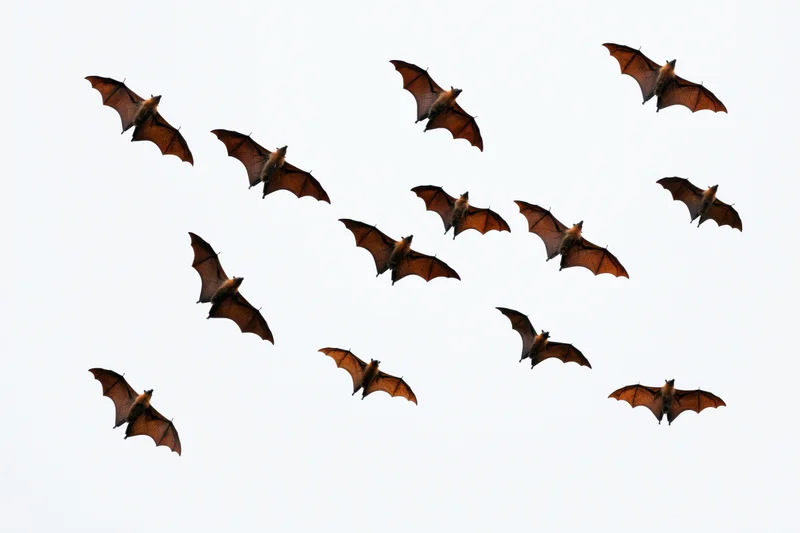 Fruit bats flying in scattered formation against a pale sky