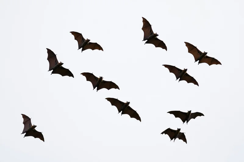 Silhouetted fruit bats flying in scattered formation against white sky
