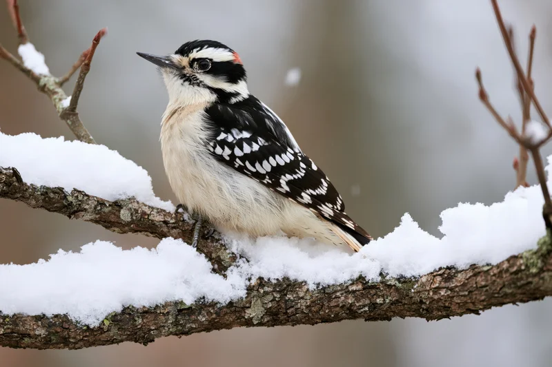 Male hairy woodpecker perched on snow-covered branch in winter forest