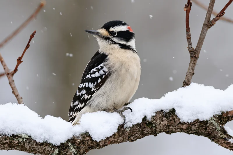Male hairy woodpecker perched on snow-covered branch in winter forest