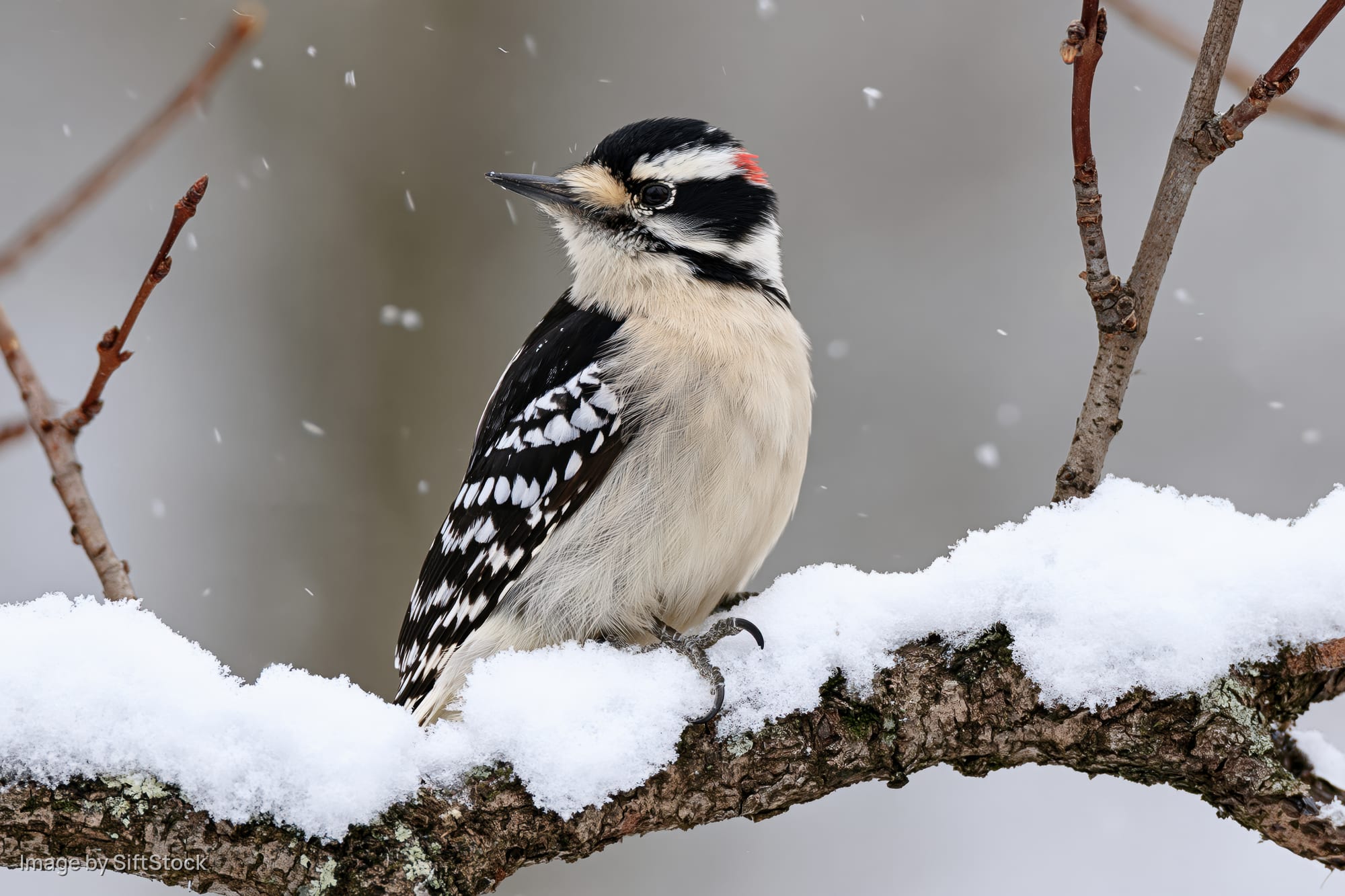 Male hairy woodpecker perched on snow-covered branch in winter forest