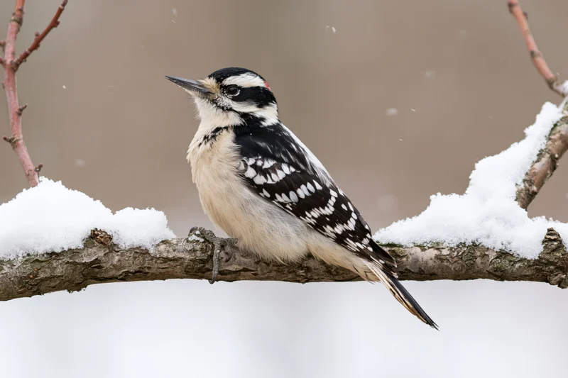 Male hairy woodpecker perched on snow-covered bare branch in winter woodland