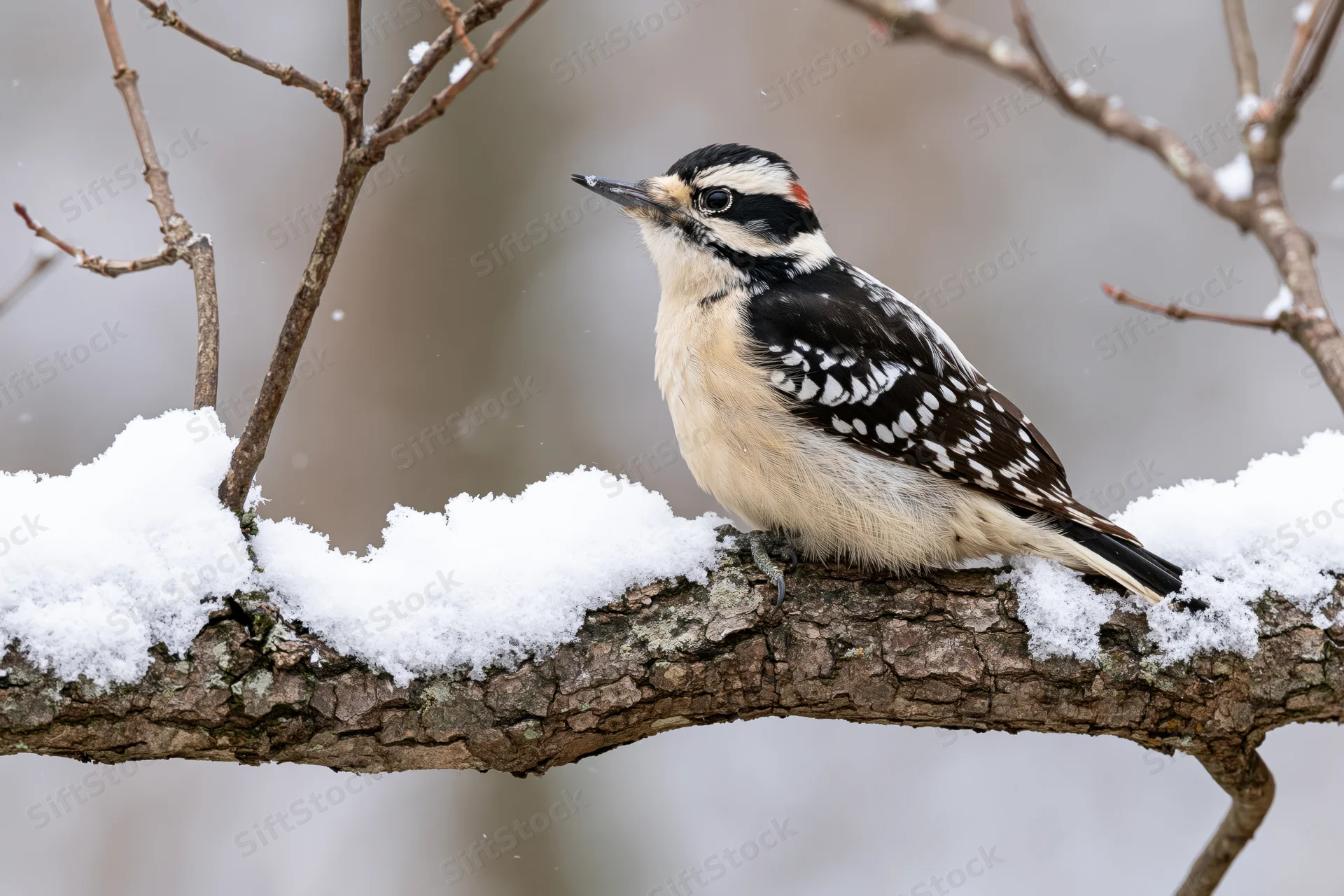 Male hairy woodpecker perched on snow-covered branch in winter forest
