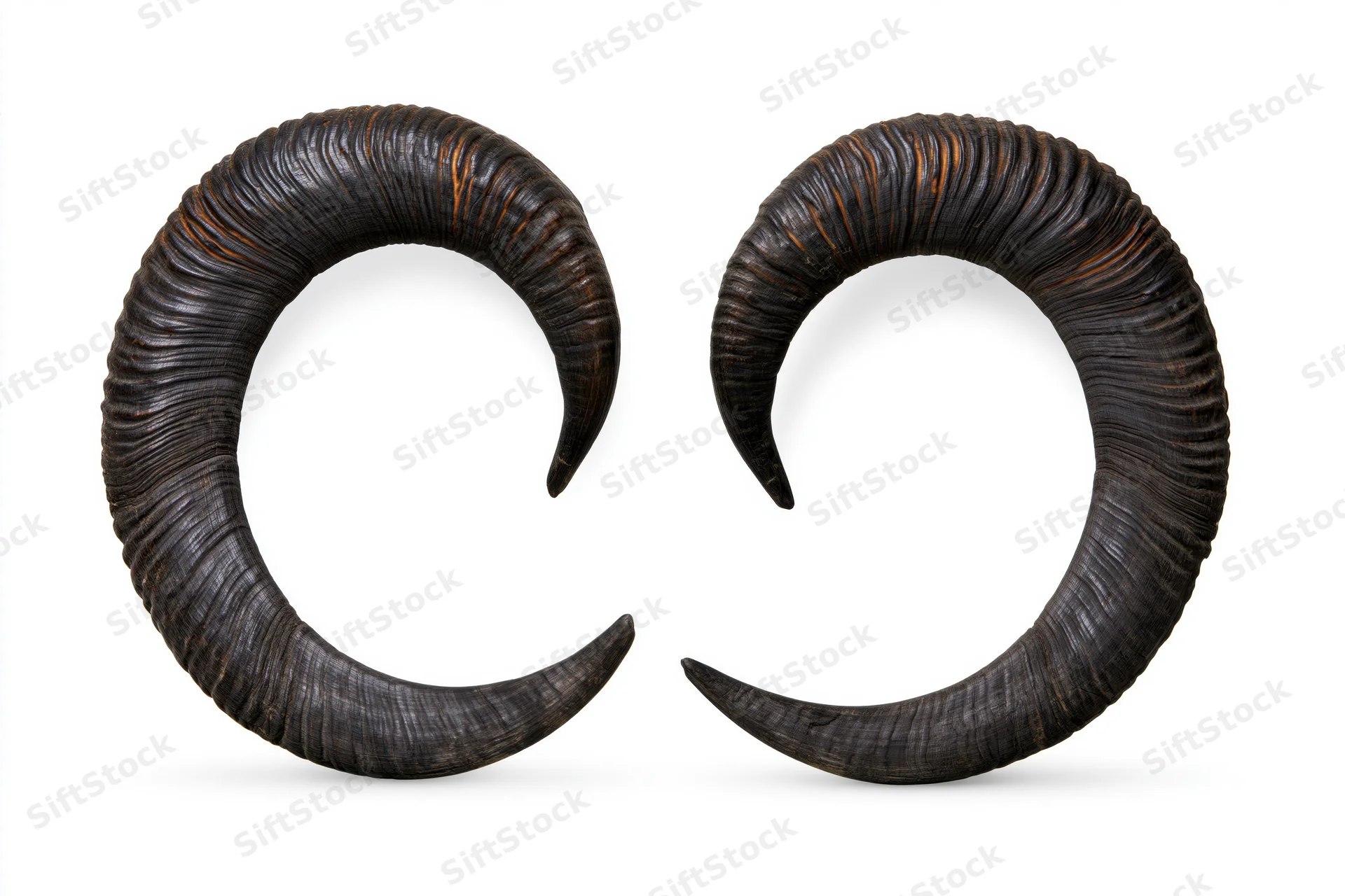 Pair of dark curved ram horns isolated on white background