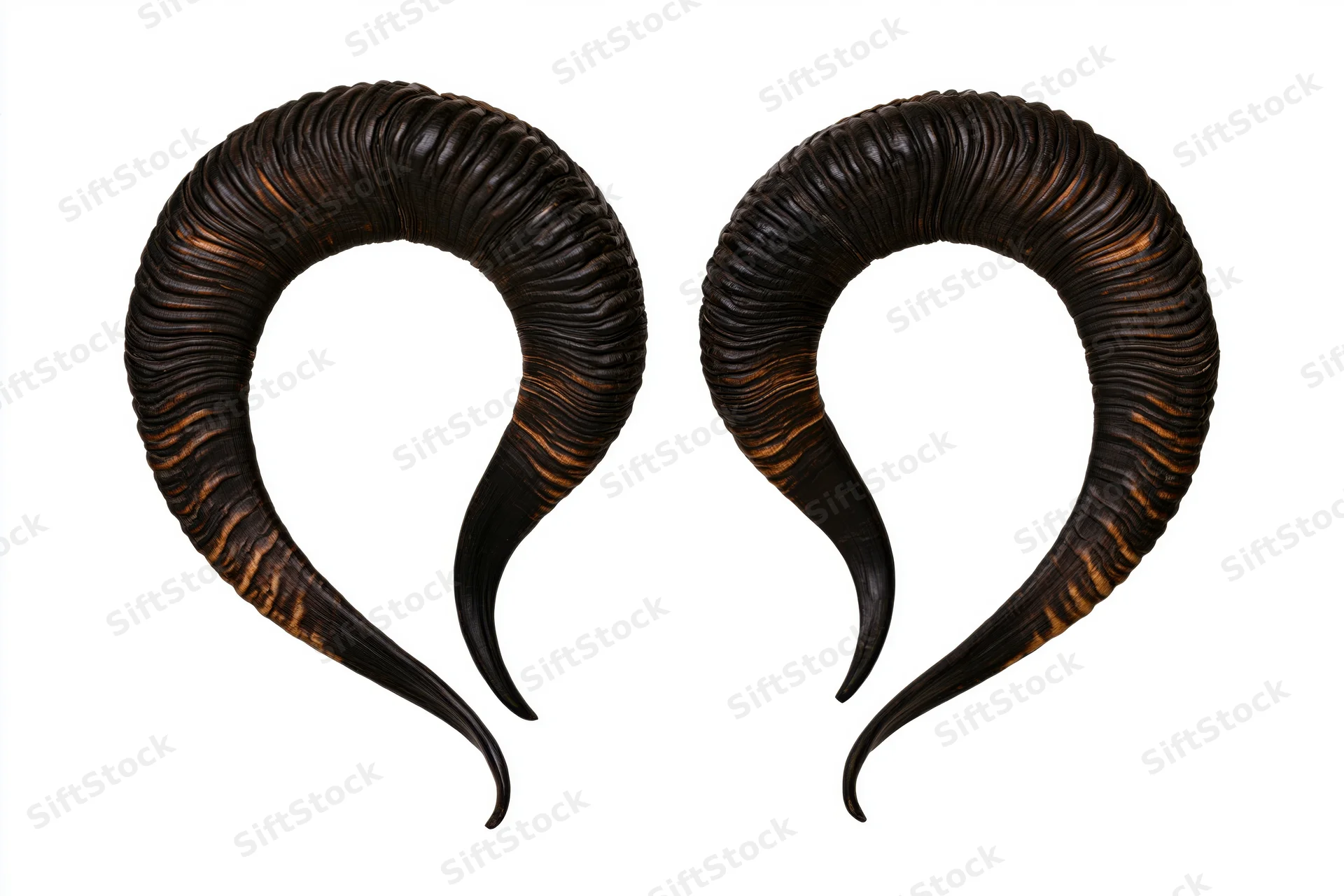A pair of dark curved ram horns isolated against a plain white background