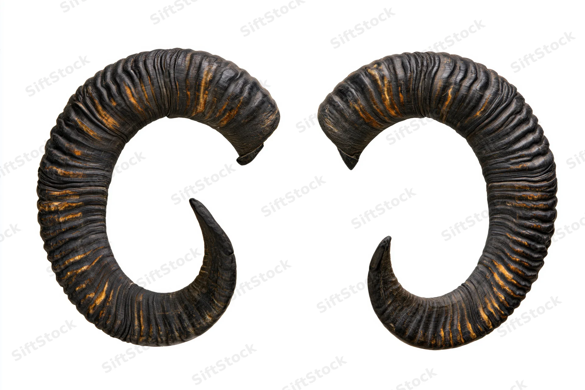 Pair of dark curved ram horns isolated on white background