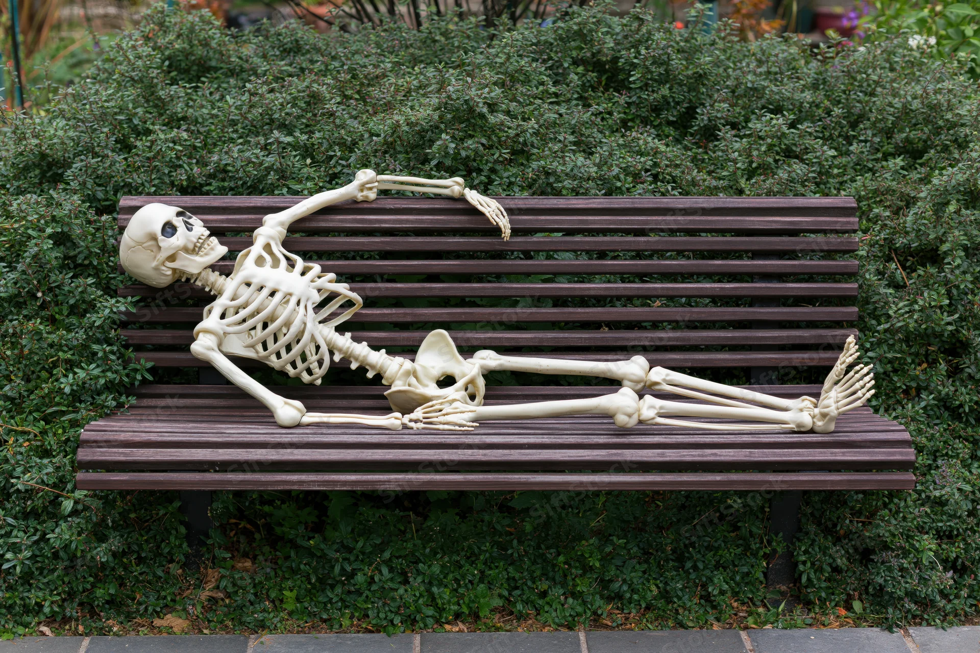 Plastic skeleton lying casually on a dark wooden bench in a garden surrounded by green foliage