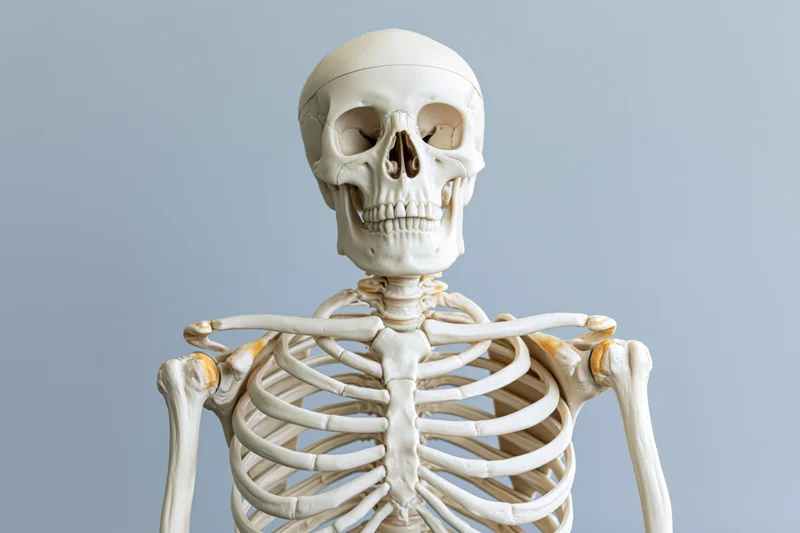 Anatomical human skeleton model displayed upright against a plain background