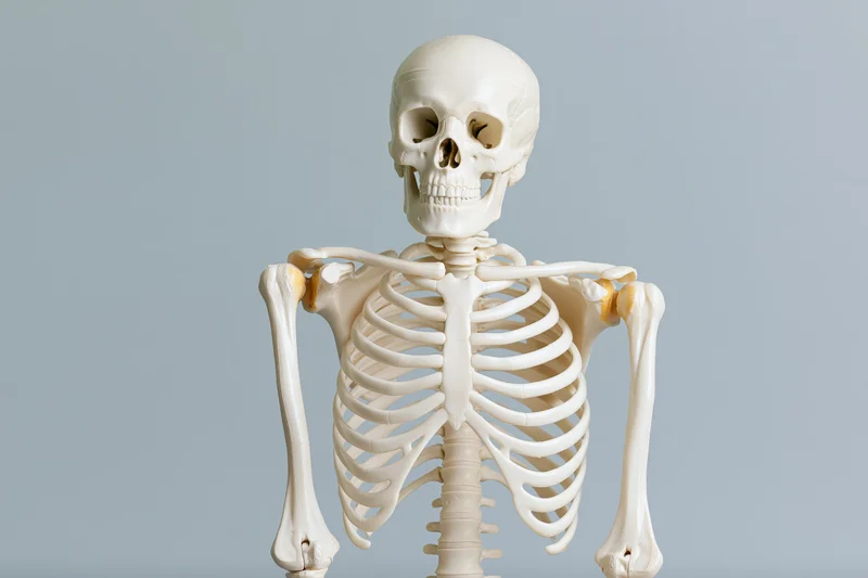 Plastic anatomical human skeleton model standing upright against gray background