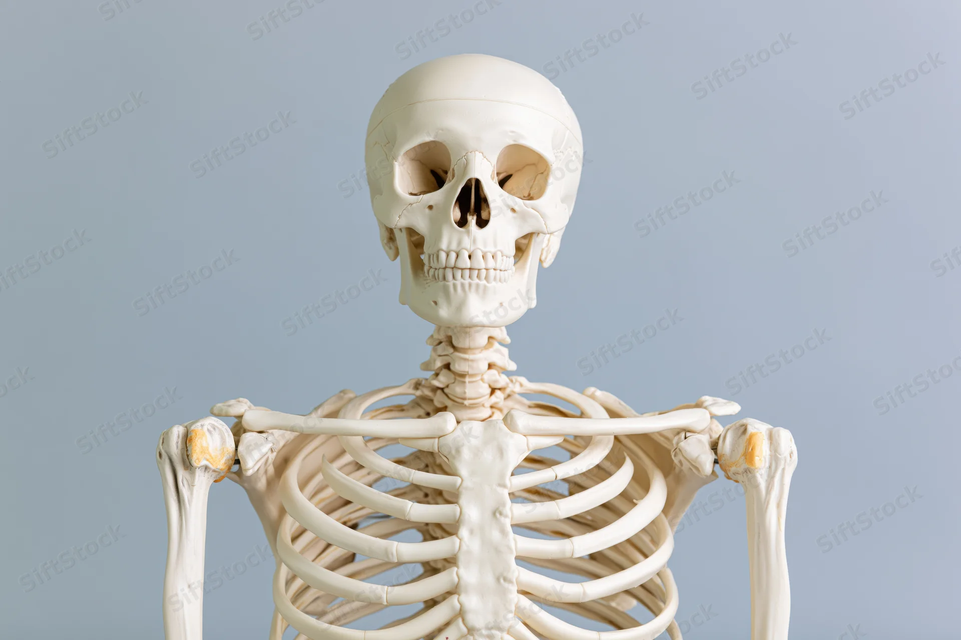 Plastic human skeleton model standing upright against a plain background