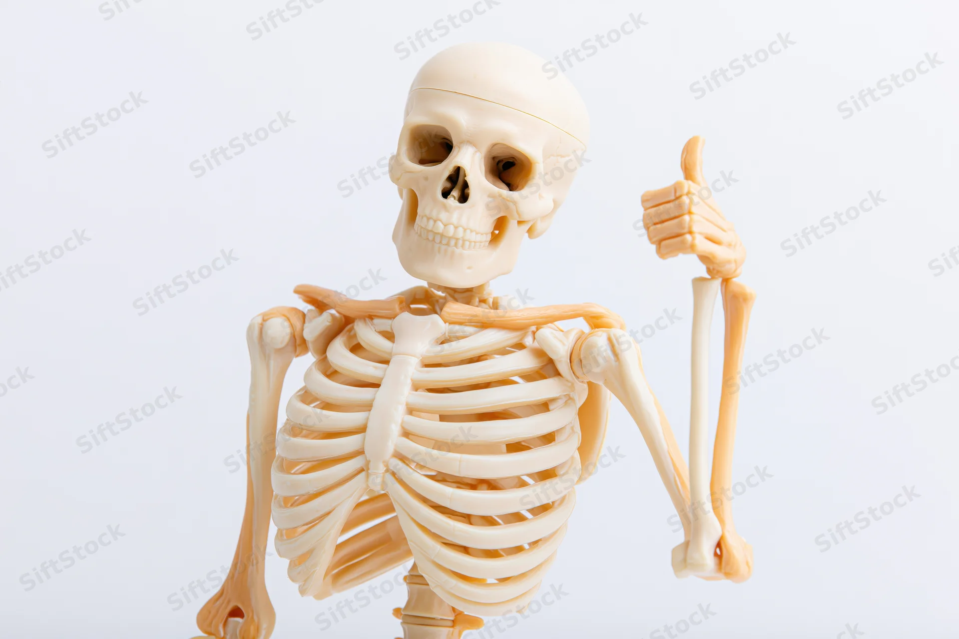 Plastic anatomical human skeleton model giving thumbs-up gesture against white background