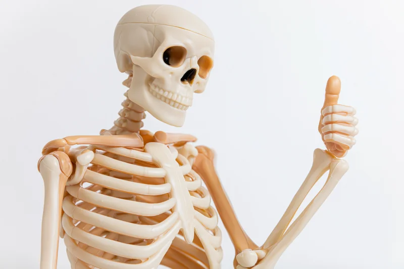 Plastic anatomical human skeleton model giving thumbs-up against white background
