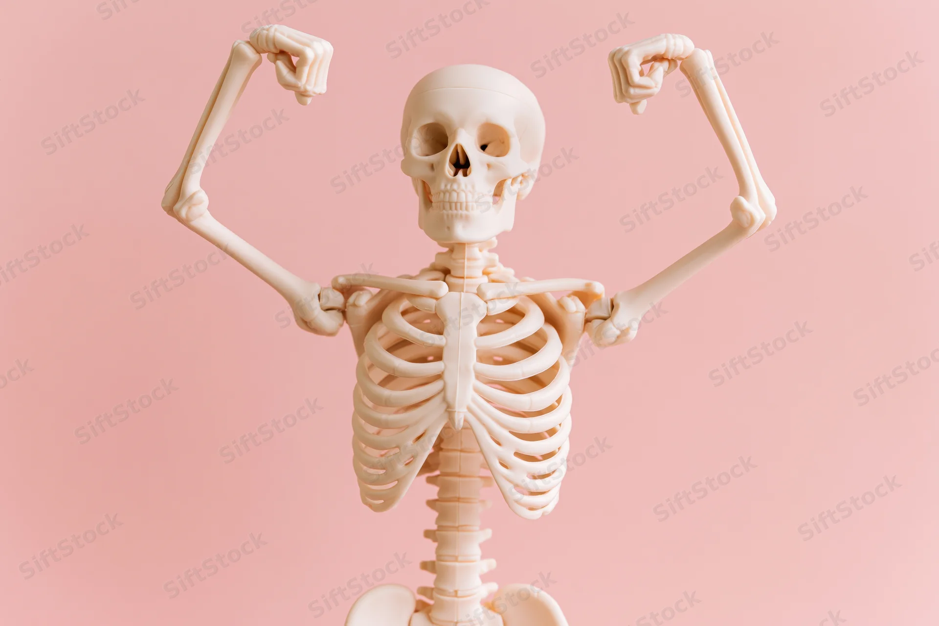 Plastic anatomical human skeleton model flexing arms against pink background