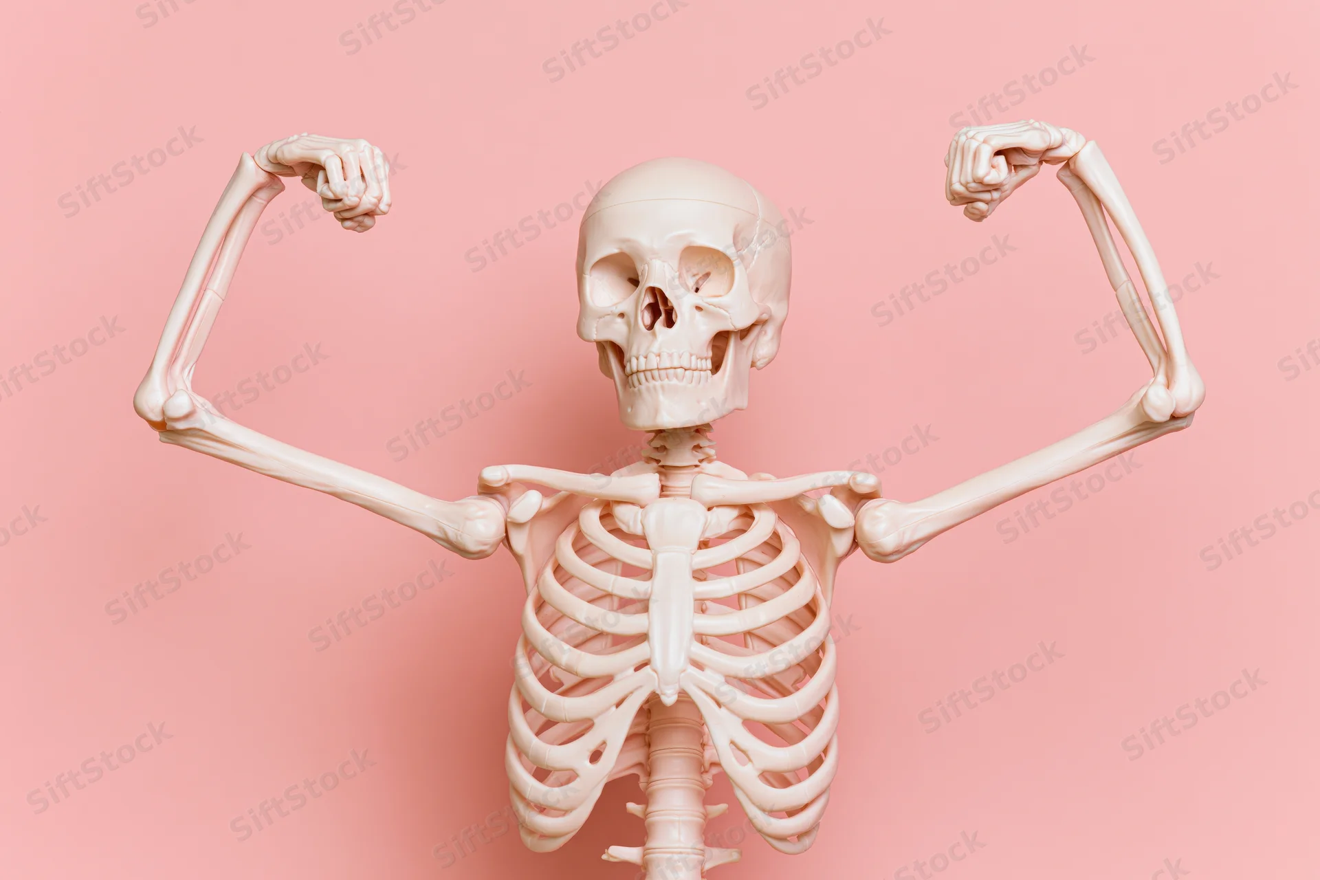 Plastic anatomical human skeleton model flexing both arms against pink background