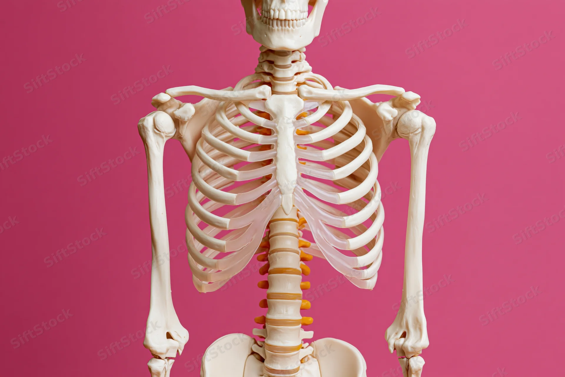 Plastic anatomical human skeleton model standing upright against pink background