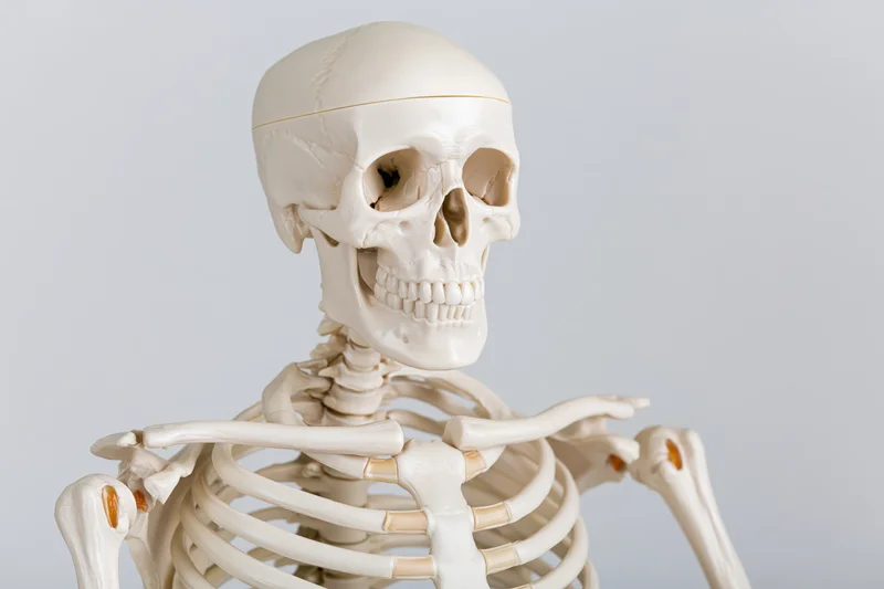 Plastic anatomical human skeleton model showing upper torso and skull against white background