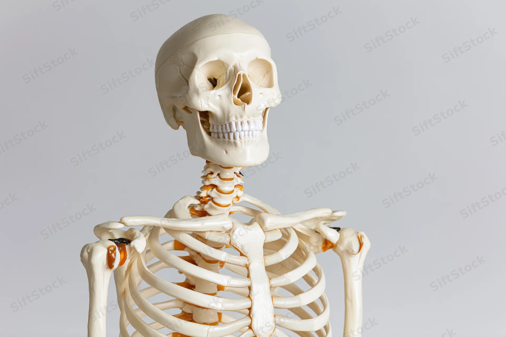 Plastic anatomical human skeleton model upper torso and skull on plain background