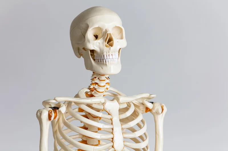 Plastic anatomical human skeleton model upper torso and skull on plain background