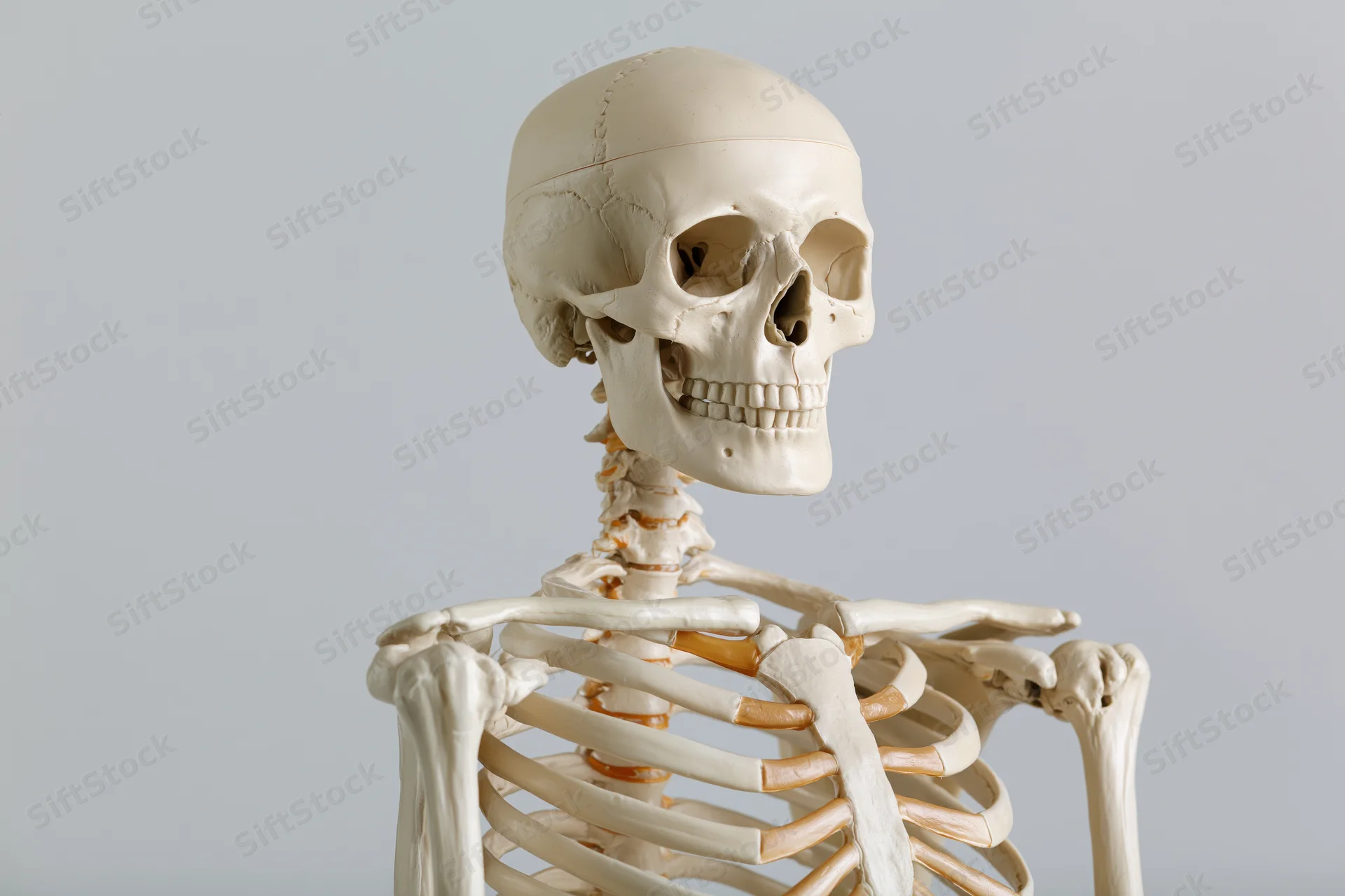 Plastic anatomical human skeleton model upper torso and skull on white background