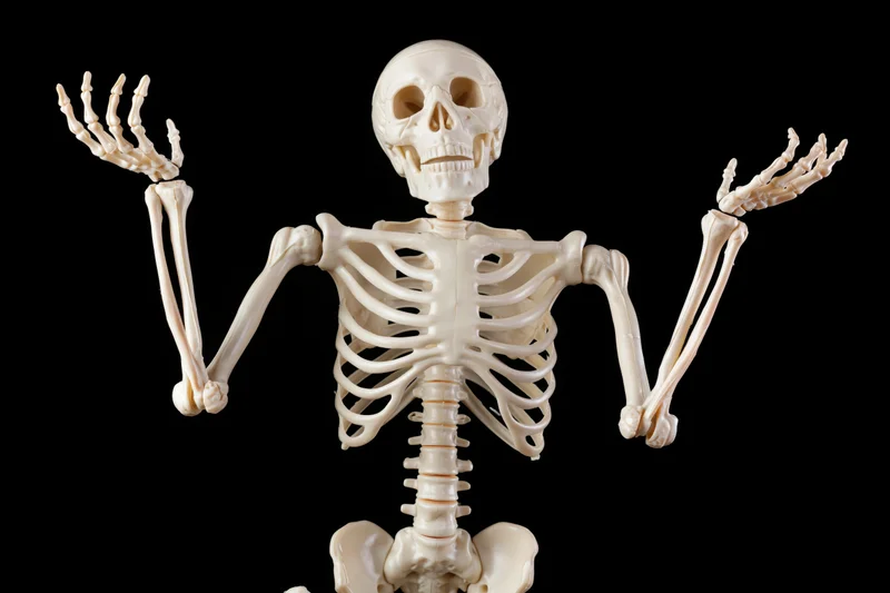 Plastic human skeleton model with arms raised against black background