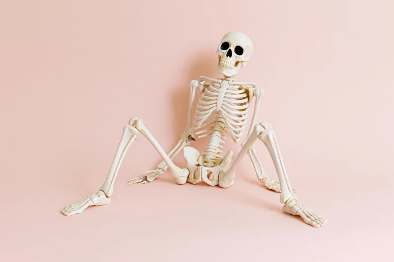 Plastic human skeleton model sitting upright with legs spread on a pink background