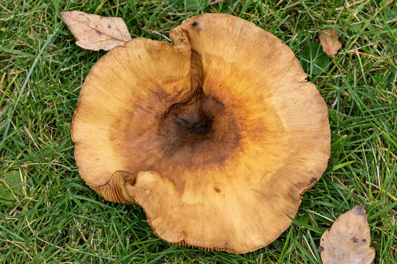 Large wild mushroom with wavy cap resting on green grass among fallen leaves