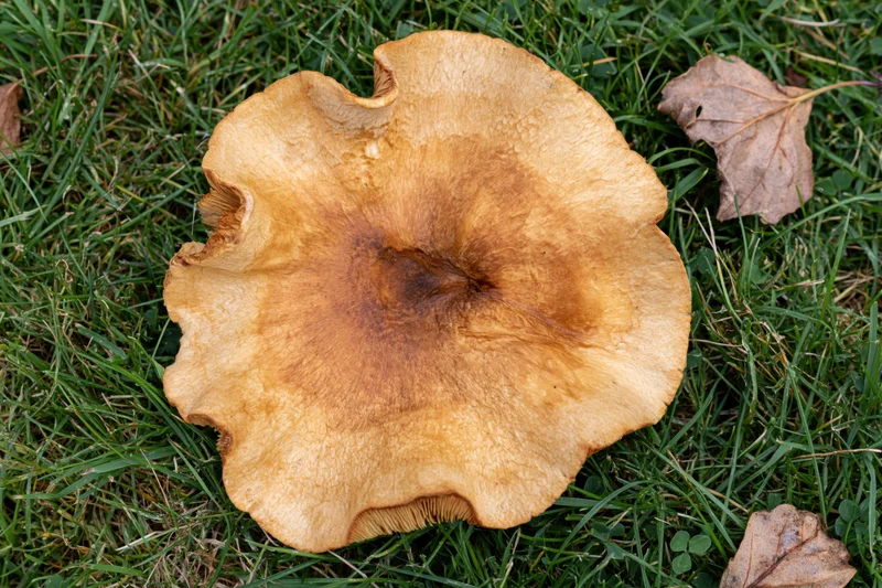 Large wild mushroom with wavy cap resting on grass among fallen leaves