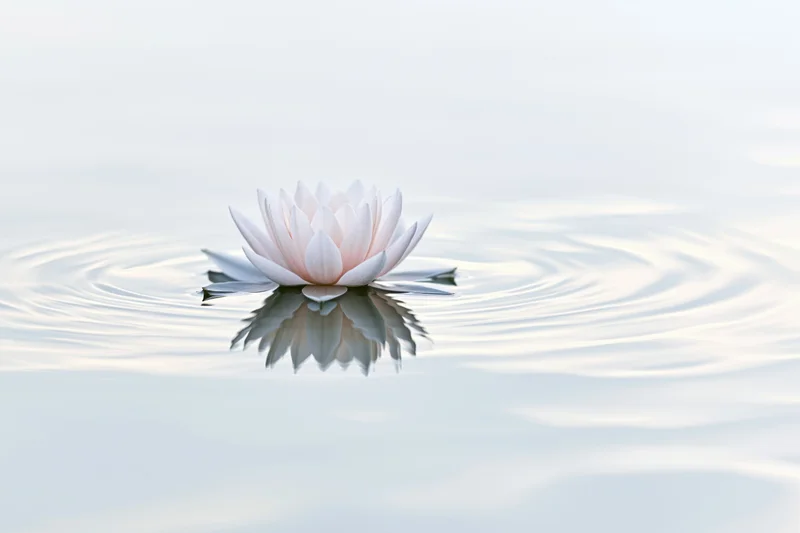 White lotus flower floating on still water with ripples and reflection