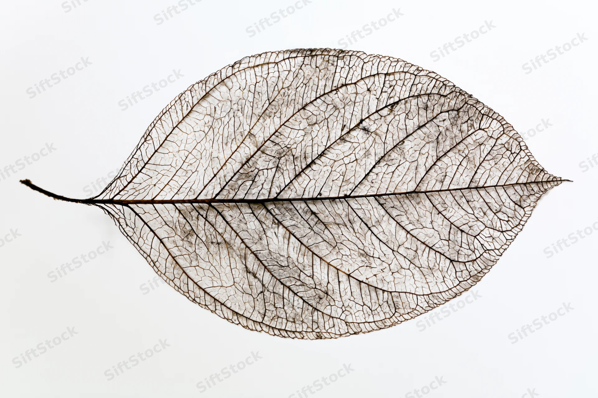 Skeletal leaf with visible vein network on white background