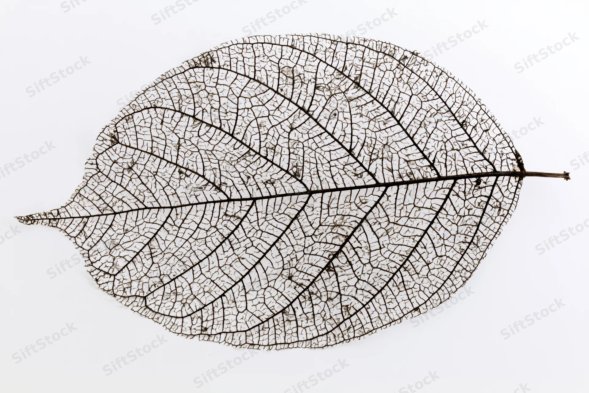 Skeletal leaf with visible vein network isolated on white background