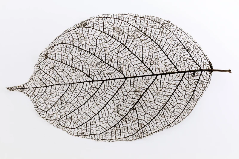 Skeletal leaf with visible vein network isolated on white background