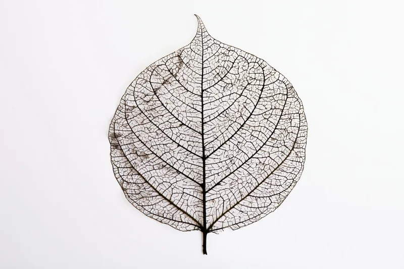 Skeletal leaf with visible vein network on white background