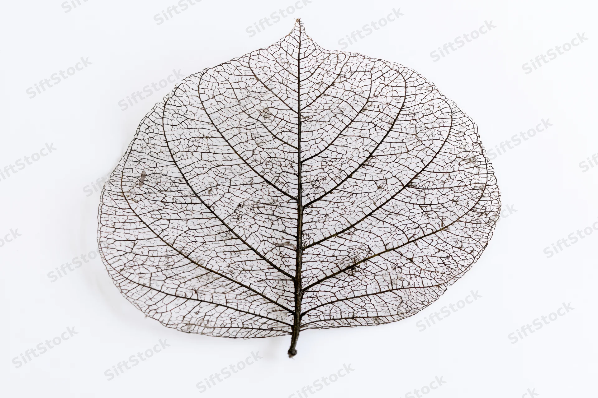 Skeletal leaf with visible vein network on white background