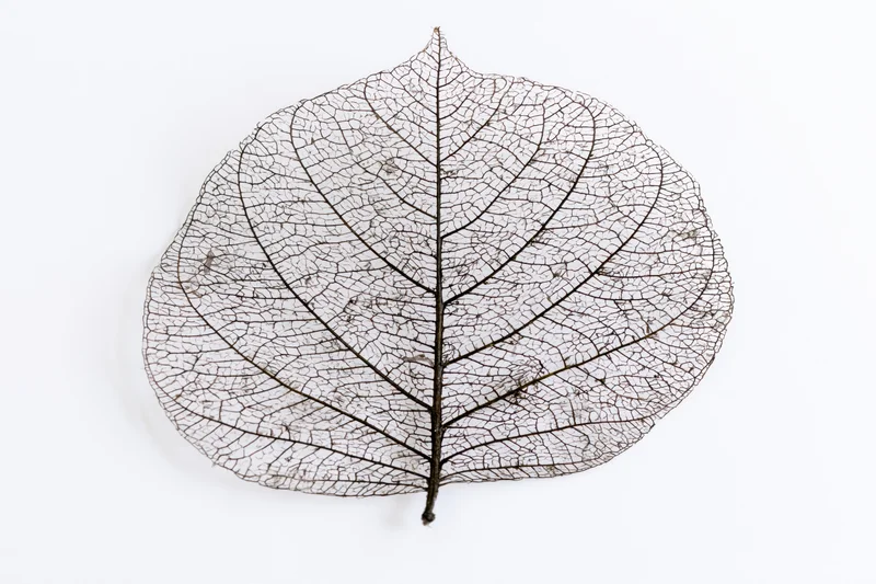 Skeletal leaf with visible vein network on white background