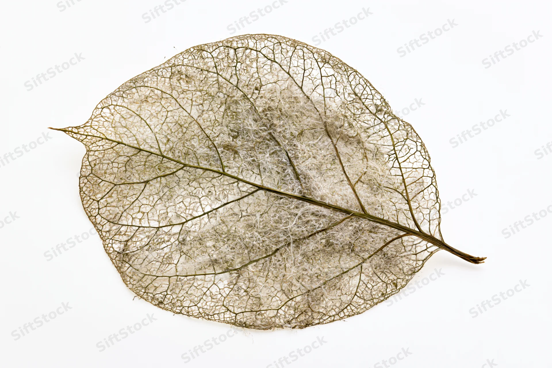 Skeletal leaf with decomposed tissue revealing vein structure on white background