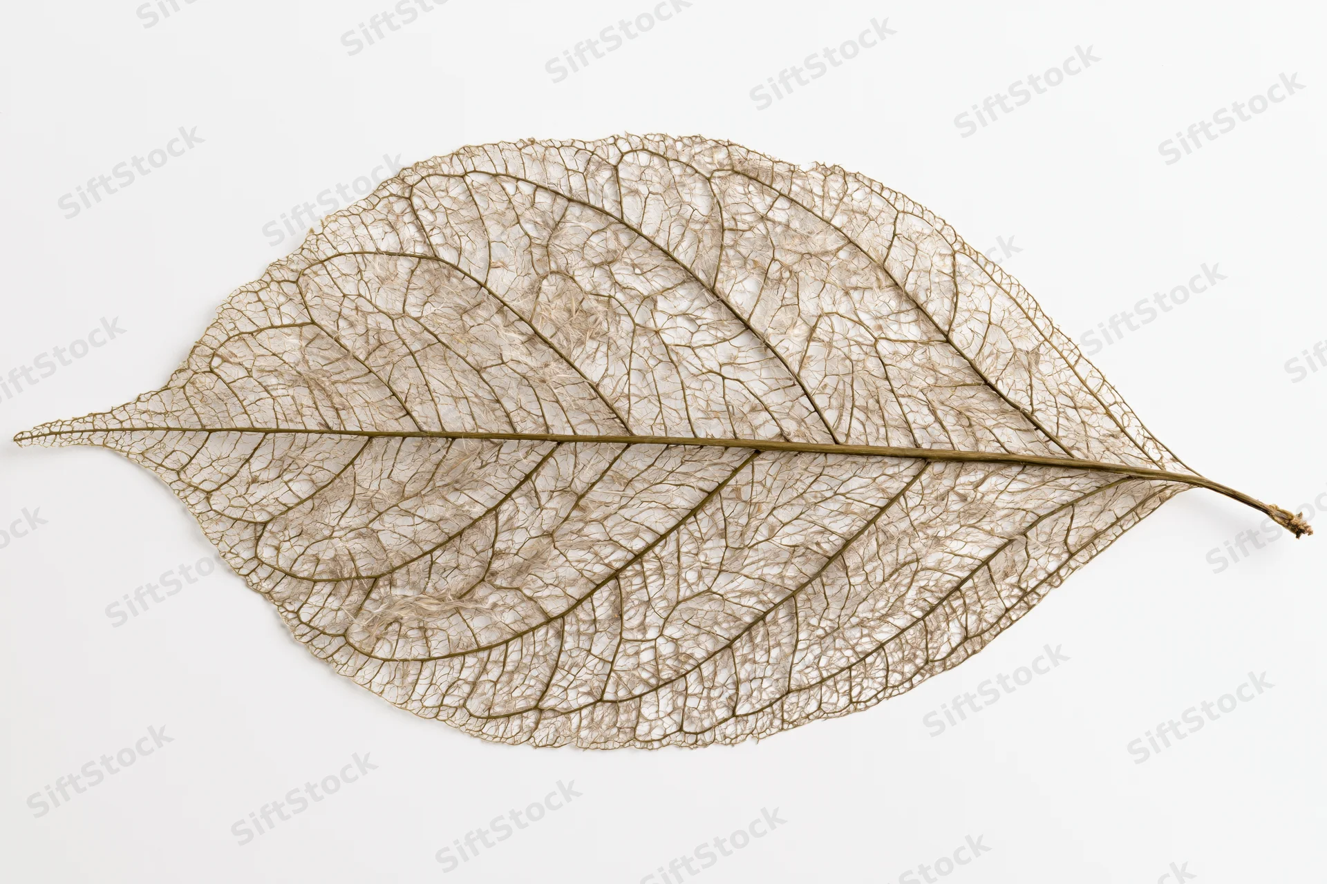 Skeletal leaf with visible vein network on white background