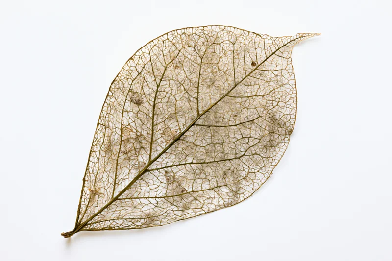Skeletal leaf with visible vein network on white background