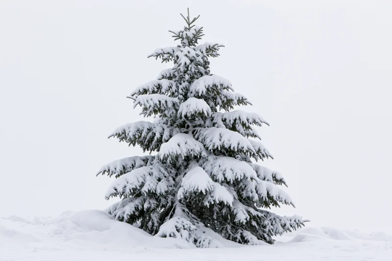 Snow-covered spruce tree standing alone in deep snow against overcast sky