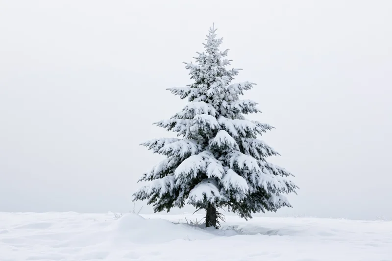 Snow-covered spruce tree standing alone in deep snow on a flat snowy field under overcast sky