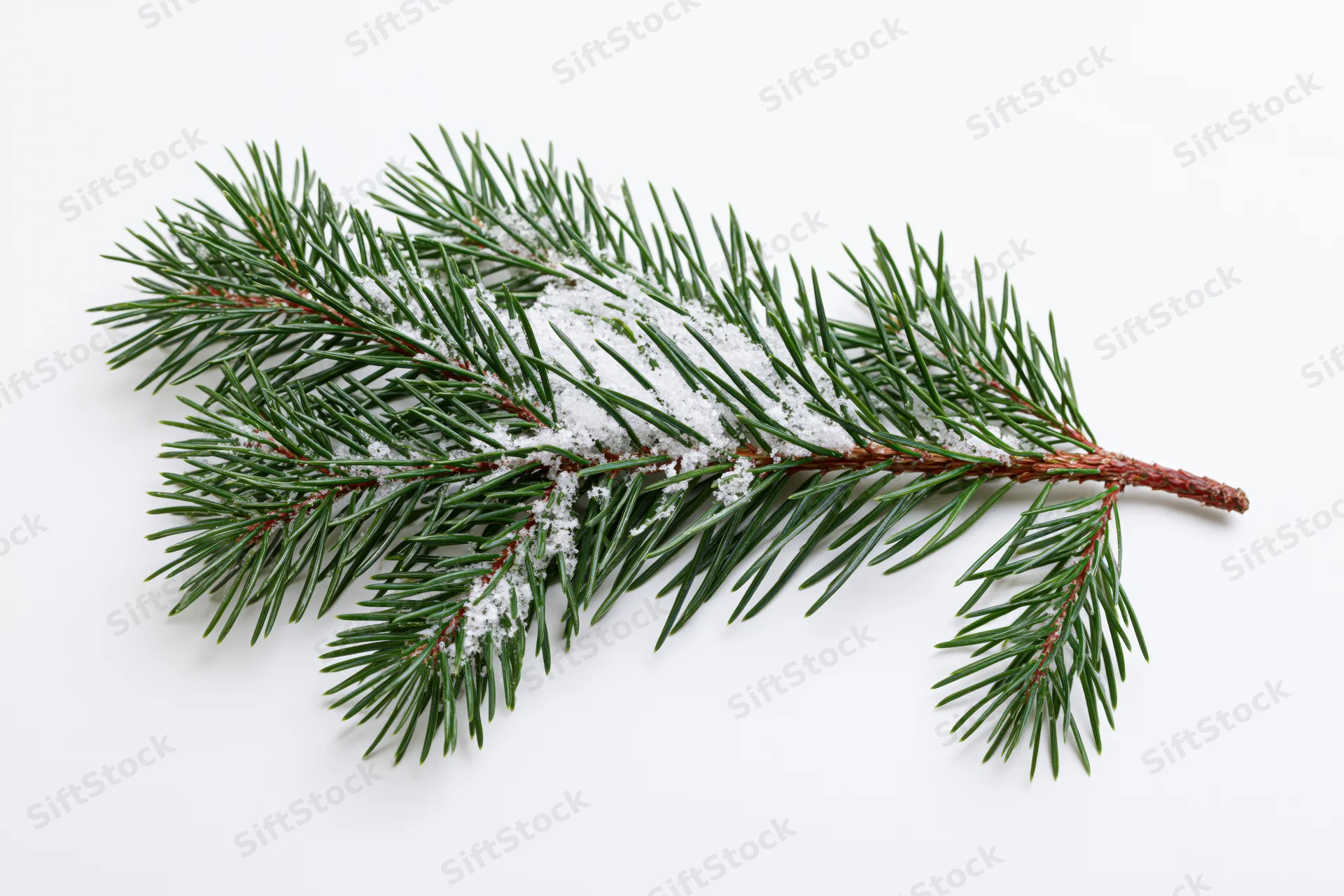 Snow-dusted pine branch lying flat on white background