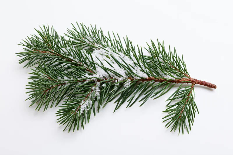 Snow-dusted pine branch lying flat on white background