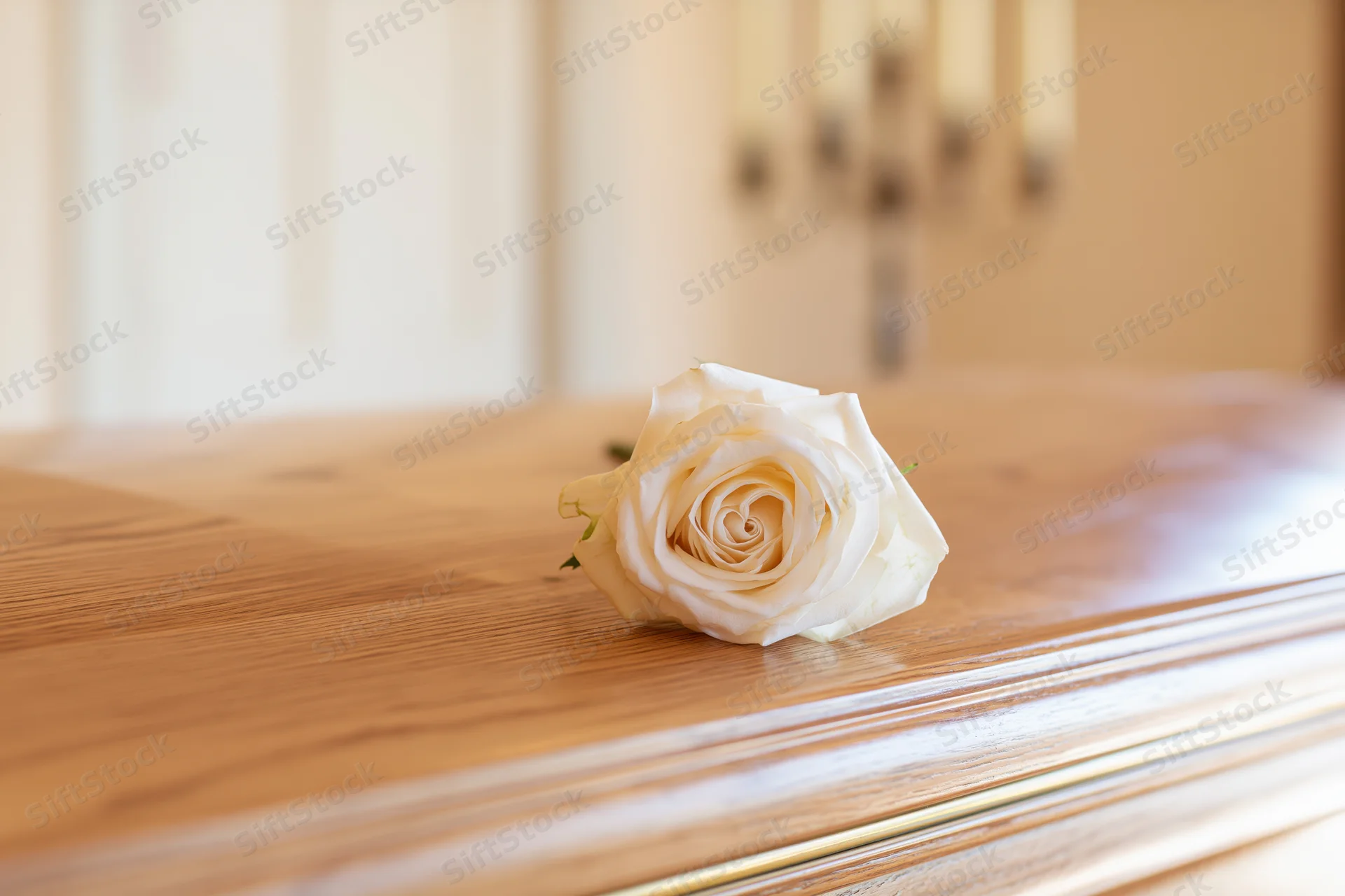 Single white rose resting on polished wooden coffin lid