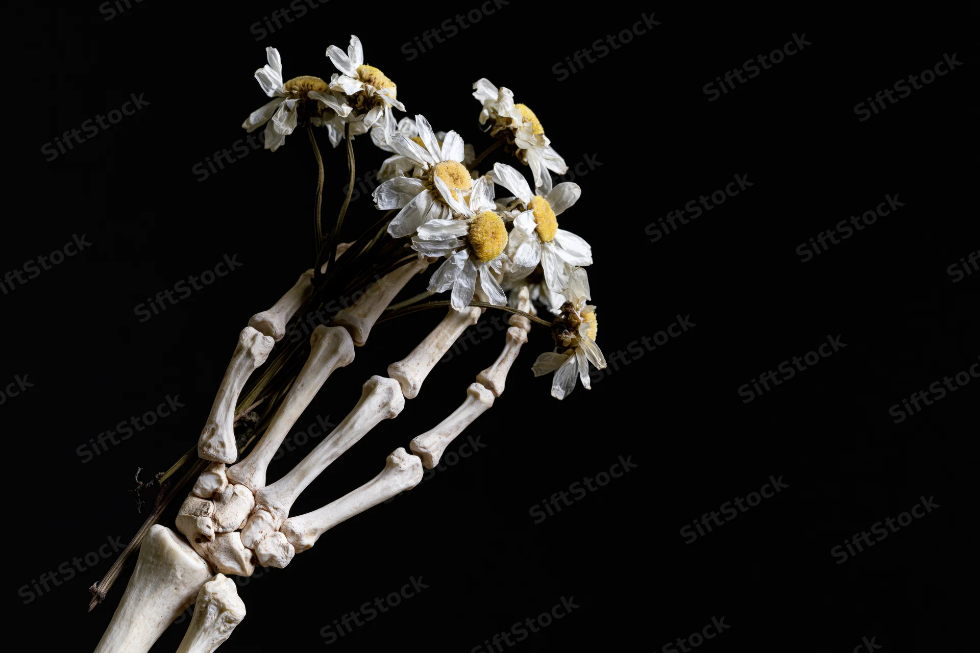 Skeletal hand holding a bunch of wilting white daisies against black background