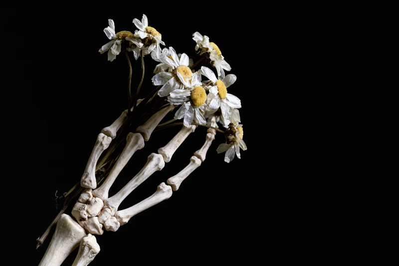 Skeletal hand holding a bunch of wilting white daisies against black background