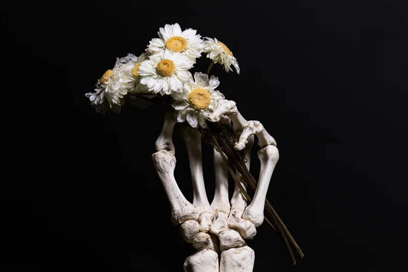 Skeletal hand holding a bunch of wilting white daisies against black background